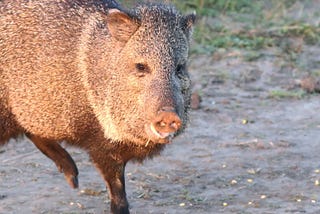 Texas A&M AgriLife fills critical knowledge gaps on javelina