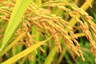 Golden Rice, Gene Editing or King Midas?