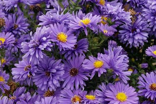 September: Aster dan Morning Glory