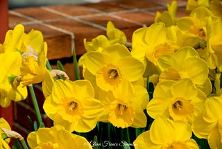 Daffodil Season Is Next!