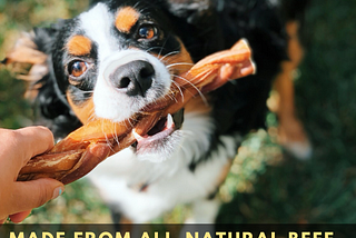 Bully Stick for Dogs