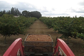 A view from sitting on the tractor in the middle of the orchard; a tote full of hazelnuts in the foreground, and rows of trees and the shy in the background.