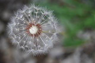 Writing Roles’ Accountabilities in Holacracy