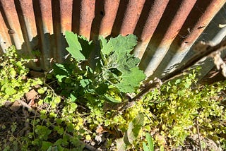 lambsquarter plant beside the corrugated metal of a barn