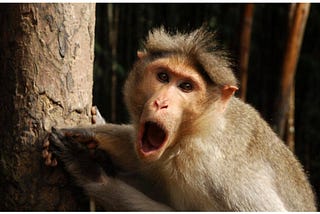 I Wrote about India, and the 355 Comments Weren’t Funny