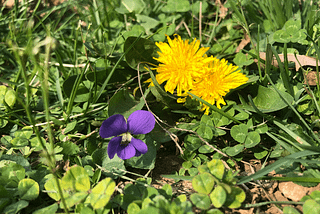 Wild Violets & Dandelions