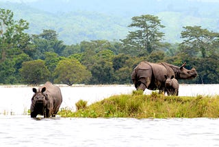 Kaziranga National Park and Tiger Reserve Assam, India