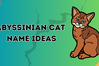 100 Abyssinian Cat Name Ideas