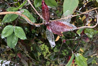 Winter, Death, and Embracing Stillness