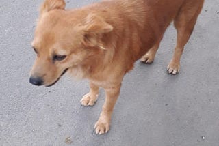 How We Met A Beautiful Stray Dog That Changed Our Day