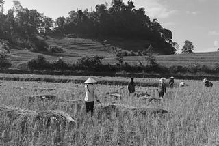 About That Time I Ended Up Harvesting Rice with Dao Women in Vietnam