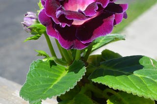 an over view photo of the entire Gloxinia plant — bloom and leaves
