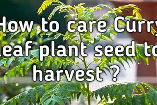 How to care Curry leaf plant seed to harvest?