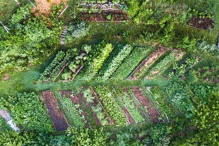 Green Warrior Permaculture, a lifeline to save the earth