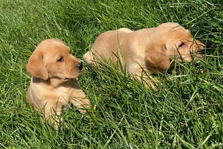 Stunning Labrador Puppies