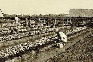 Trading in Turmoil: The Dynamics of Australia-Indonesia Commerce During World War I