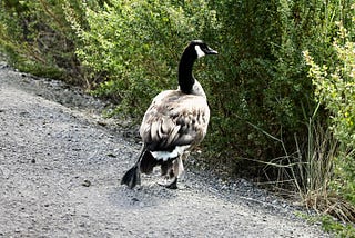 The Hissy Dilemma: An Urban Human’s Relationship with a Wounded Canada Goose