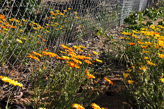 Flowers grow on both sides of the fence