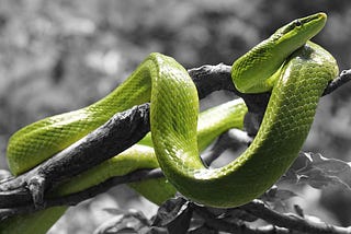 Snake: Its Symbolism and Other Associations…