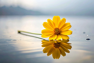 A vibrant yellow flower resting horizontally on a calm, glossy water surface, casting a clear, perfect reflection in the water below. The background is a soft, serene blend of mist and water, symbolizing midlife reflection, resilience, and personal reinvention.