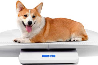 The Growing Trend of Pet Obesity and What You Can Do About It