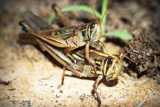 Every Man You’ve Ever Loved Reincarnated as a Bug in Your Living Room