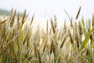 Plant Immunity: Qualitative and Quantitative Resistance