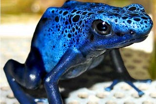 blue dart frog