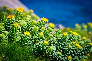 Rhodiola — New Research on An Adaptogen of Old