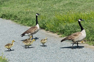 Goose Sense (in a Time of Non-sense)