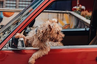 How To Train Your Dog Before Travelling Without Driving Yourself Crazy
