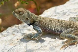 Baselisk-type lizard on a rock