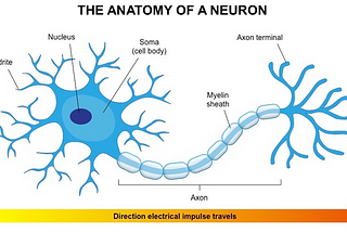 History of Neural Networks