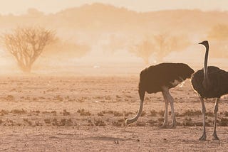 two ostriches, one with head up, one with head down