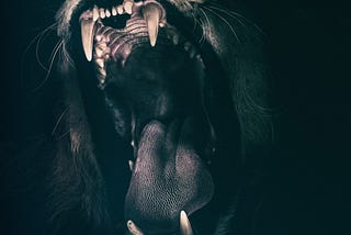 Black and white image of a Lion’s jaws. Open wide and attacking.