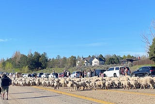 It’s Sheep Crossing Day in Boise and I’m So There For It