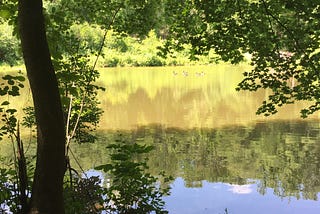 A silhouetted tree trunk is at the left of the photo. The tree’s branches drape over a pond in which green trees and shrubs are reflected.