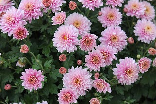 Planting Chrysanthemum Morifolium