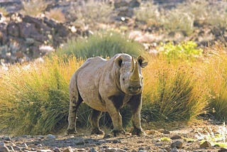 The Horn of the Matter: A Time to Reflect on Rhino Conservation