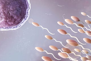 What is the Significance of Egg Quality in Female Fertility?