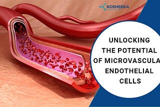 Unlocking the Potential of Microvascular Endothelial Cells
