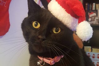 My Cat Saved My Life 🐈‍⬛