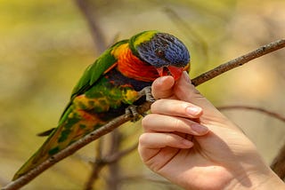 How do you train a parrot not to bite you?