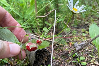 A hand holds a plant with three tiny strawberries hanging from it with a white daisy in the background.