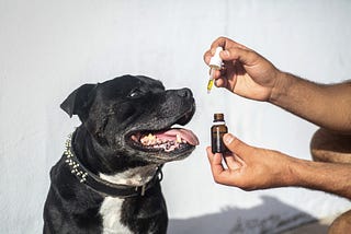 Everything About CBD Oil for Dogs