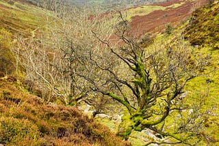 A scene of a bleak mountainside with a tree in the foreground