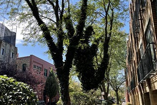 lost in my own backyard