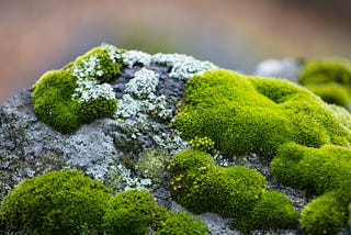 Moss Covered Rocks