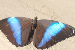 black butterfly with blue stripe on wings