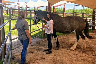 A lesson on leadership from a horse